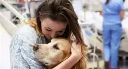 服务犬：已经豫备好并且愿意立刻执行一系列的责任