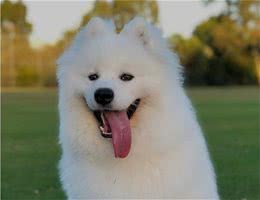 萨摩耶犬多少钱一只?萨摩耶犬的市场价格