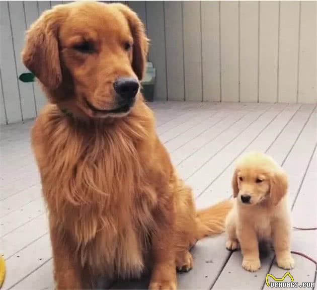 狗狗怀孕全过程养护