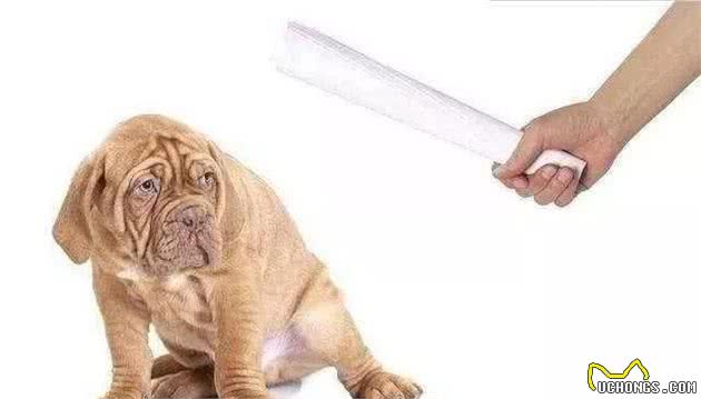 狗狗不听话用“打骂教育”方式，有用吗？
