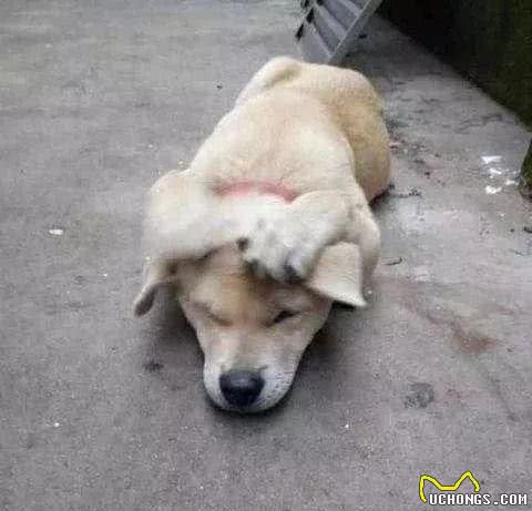 狗狗不听话用“打骂教育”方式，有用吗？