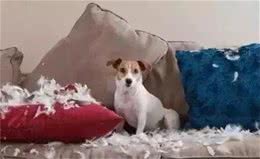 狗狗不听话用“打骂教育”方式，有用吗？