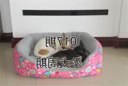 主人烦忧爱宠意外怀孕，了解孕犬注意事项后，顺利助狗狗度过孕期