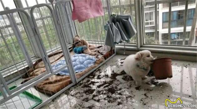 狗狗最怕什么？出门30分钟后你就知道了