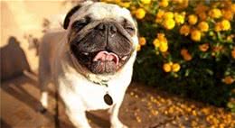 一只健康纯种的巴哥犬要多少钱？没有一千以上都买不了