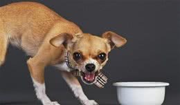 纠正狗狗“护食”的小妙招，不必请训狗师，自己也能教好