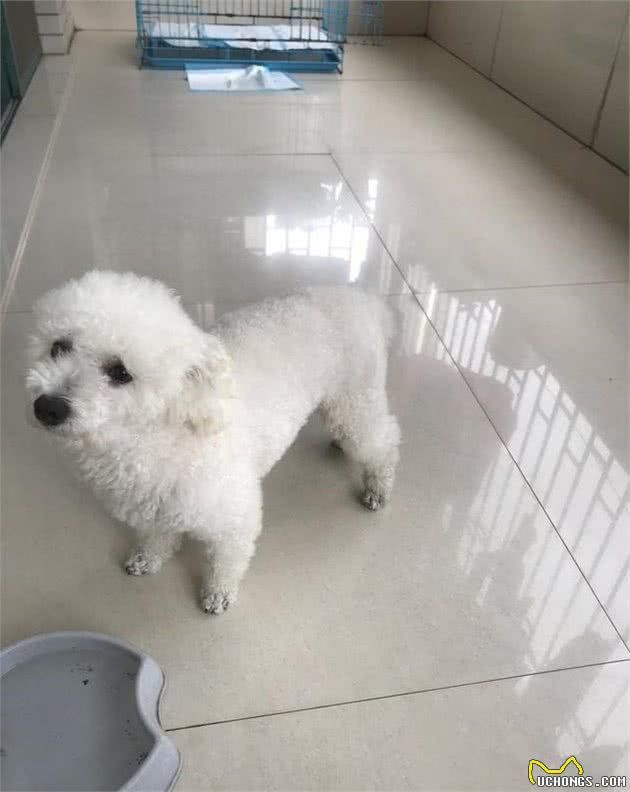 跟刚成为宝妈一样，初次养犬你都需要了解的知识？