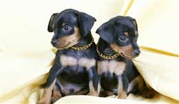 世界名犬—杜宾犬（Dobermann）