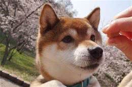 如何矫正狗狗的不良的行为习惯