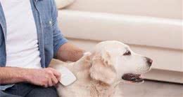 狗狗怎样补钙？怎么判别狗狗缺钙？