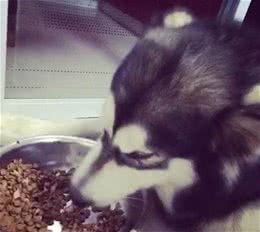大型犬和小型犬换成犬粮的时间是不同的哦