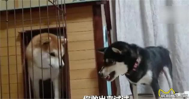 清点狗狗“坏习惯”形成的4种心理，你了解几种？第三种是通病