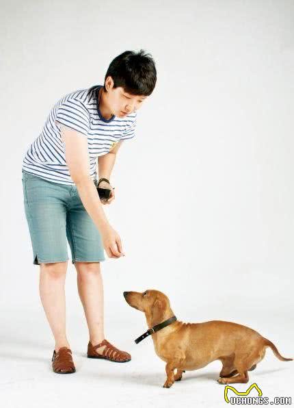 训犬宝典！狗狗必须把握的基础口令训练