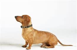 训犬宝典！狗狗必须把握的基础口令训练