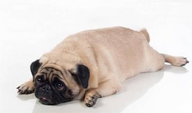 还给你家狗狗丢骨头吗?这才是喂犬粮的正确方式