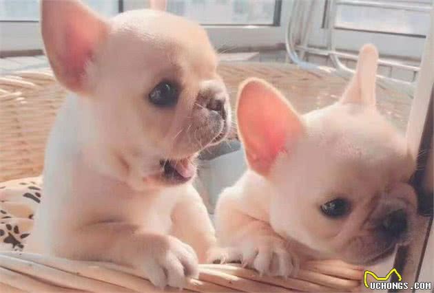 还给你家狗狗丢骨头吗?这才是喂犬粮的正确方式