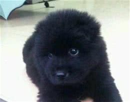 花了300块在网上买了条宠物犬，半年后买家坚持要退货