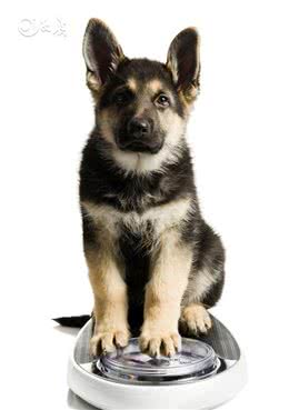 刚出生的德牧犬怎么养？新生德牧幼犬饲养注意事项