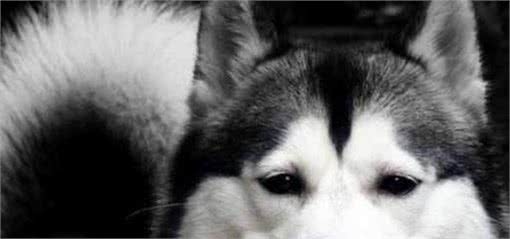 哈士奇犬到底怎样养？看完这4点你就明白了！