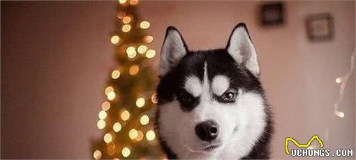 哈士奇犬到底怎样养？看完这4点你就明白了！