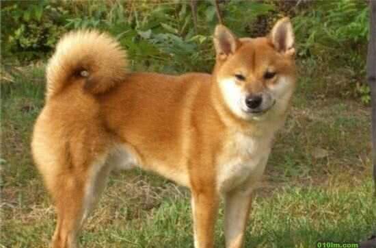 两千多年前的中华犬现在怎么样了？