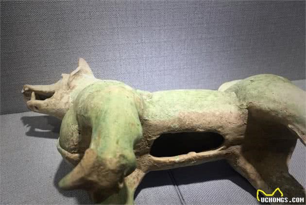 两千多年前的中华犬现在怎么样了？