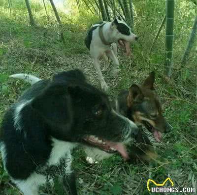 三只猎犬围攻一只猪獾，只能说这只猪獾太倒霉了,出门没看黄历啊