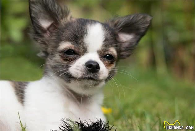 有人爱有人恨，作为小型犬吉娃娃到底有什么魔力？