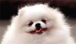 博美犬好饲养吗博美犬的饲养重点是什么