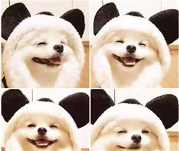 狗狗的7个表情特点，别再说你不懂它