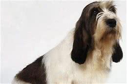 贝吉格里芬凡丁犬怎么养饲养起来其实不难
