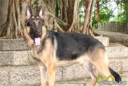 军犬有哪些品种？