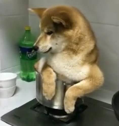 狗狗对人忠诚的原因居然是？想要狗狗更加听话，能够试试这些