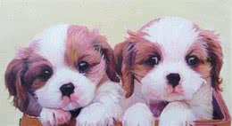 母犬发情期如何保养