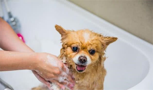 给狗狗染色美甲，是爱狗还是在害它？主人别多此一举了