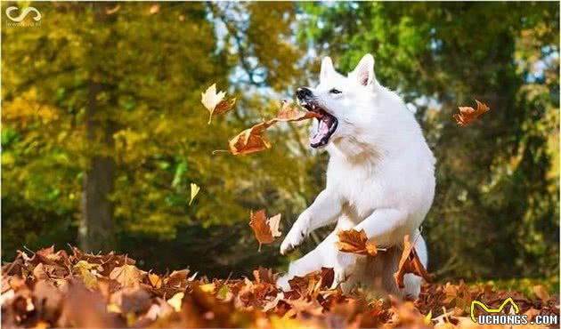 白色瑞士牧羊犬的智商高度，你知道吗？