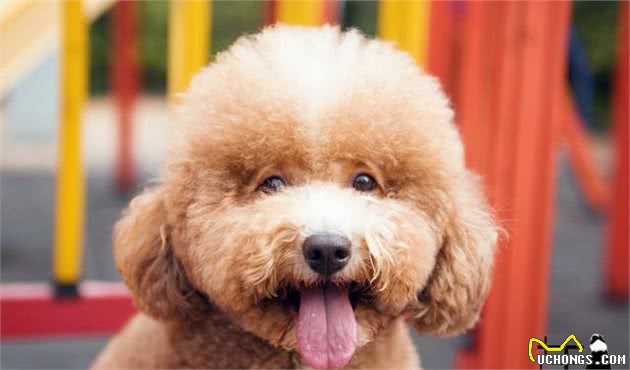 宠物养护知识：泰迪犬怀孕那些事，做好这四项工作，生出健康小泰迪犬