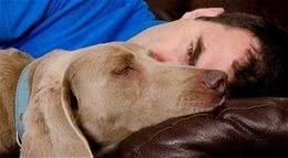 狗狗为什么喜欢到床上睡觉，多是这几个原因