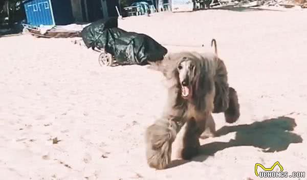 五星级旅店唯一愿意接受的阿富汗猎犬，带出去玩竟吓坏身边朋友