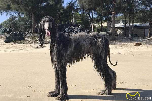 五星级旅店唯一愿意接受的阿富汗猎犬，带出去玩竟吓坏身边朋友