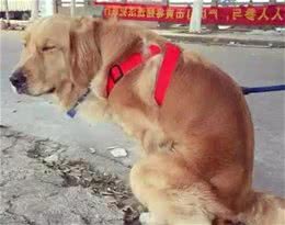 要是想知道狗狗是否健康，从便便中就能够看出