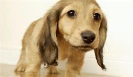 可卡犬为啥很少有人养？网友：想给自家狗子配种都没地儿配！