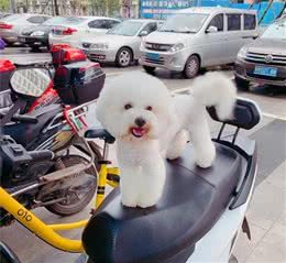 狗狗生产前后的注意事项