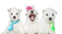 教你怎么挑选合适你的小狗狗