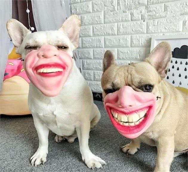 狗子：我不要面子的吗！滑稽防咬口套这么戴真的好吗