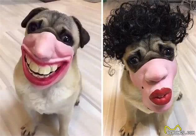狗子：我不要面子的吗！滑稽防咬口套这么戴真的好吗