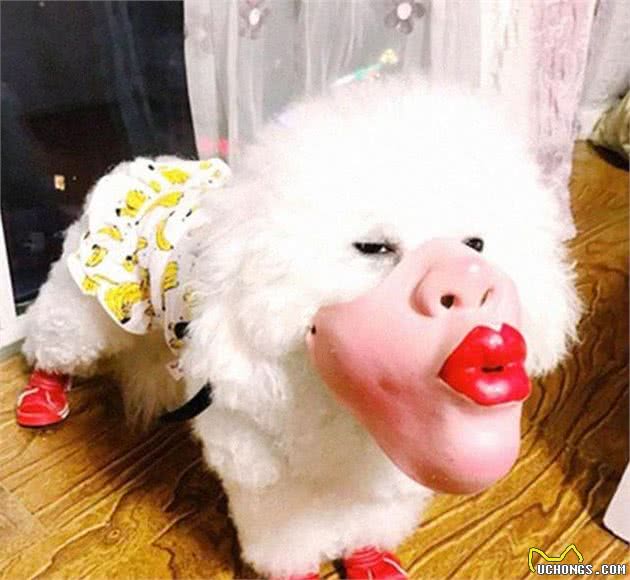 狗子：我不要面子的吗！滑稽防咬口套这么戴真的好吗