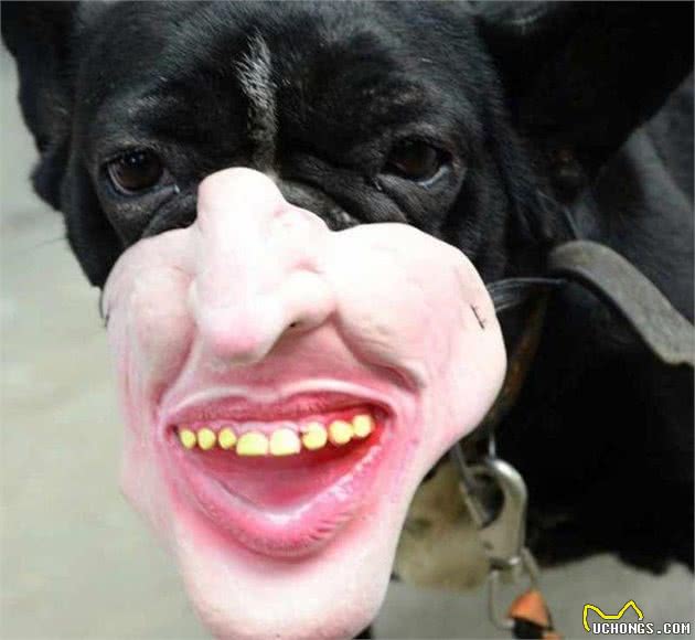狗子：我不要面子的吗！滑稽防咬口套这么戴真的好吗