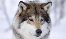 如何和狗狗沟通，解决咬人、狂吠等严重行为问题