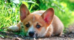 狗狗露肚皮仅对你信赖？还有这4个原因！